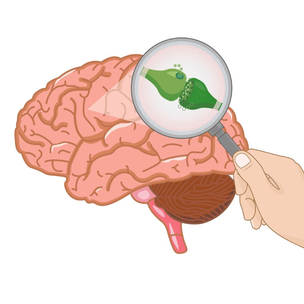 The Endocannabinoid System